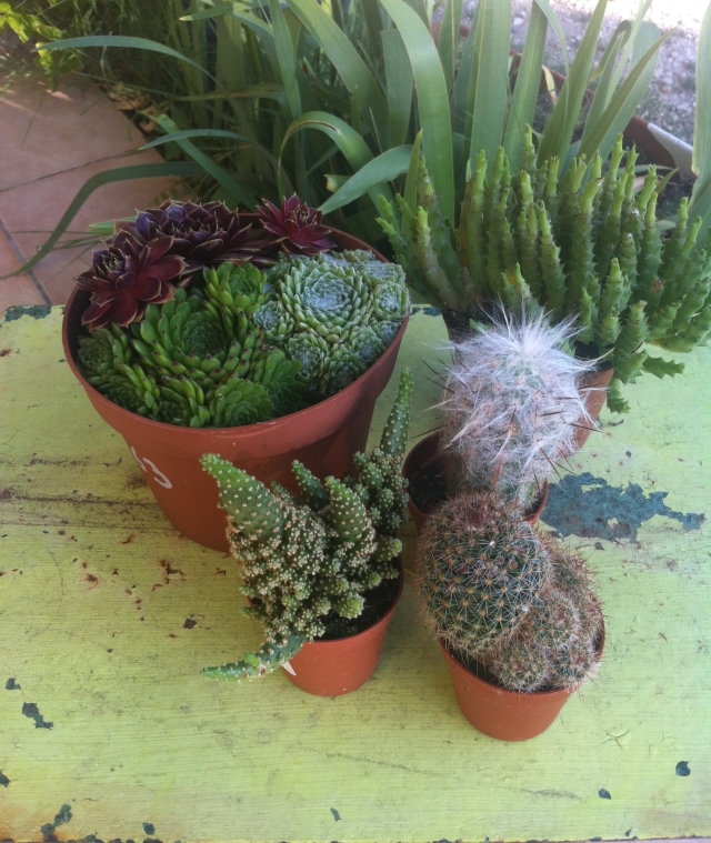 Terrarium Cactus et succulentes